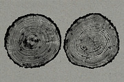 26 Large Tree Ring Textures, a Texture Graphic by Offset (Thumbnail 5 of 16)