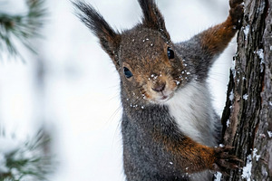 Curious Squirrel in Winter Forest, an Animal Photo by Virgo Studio