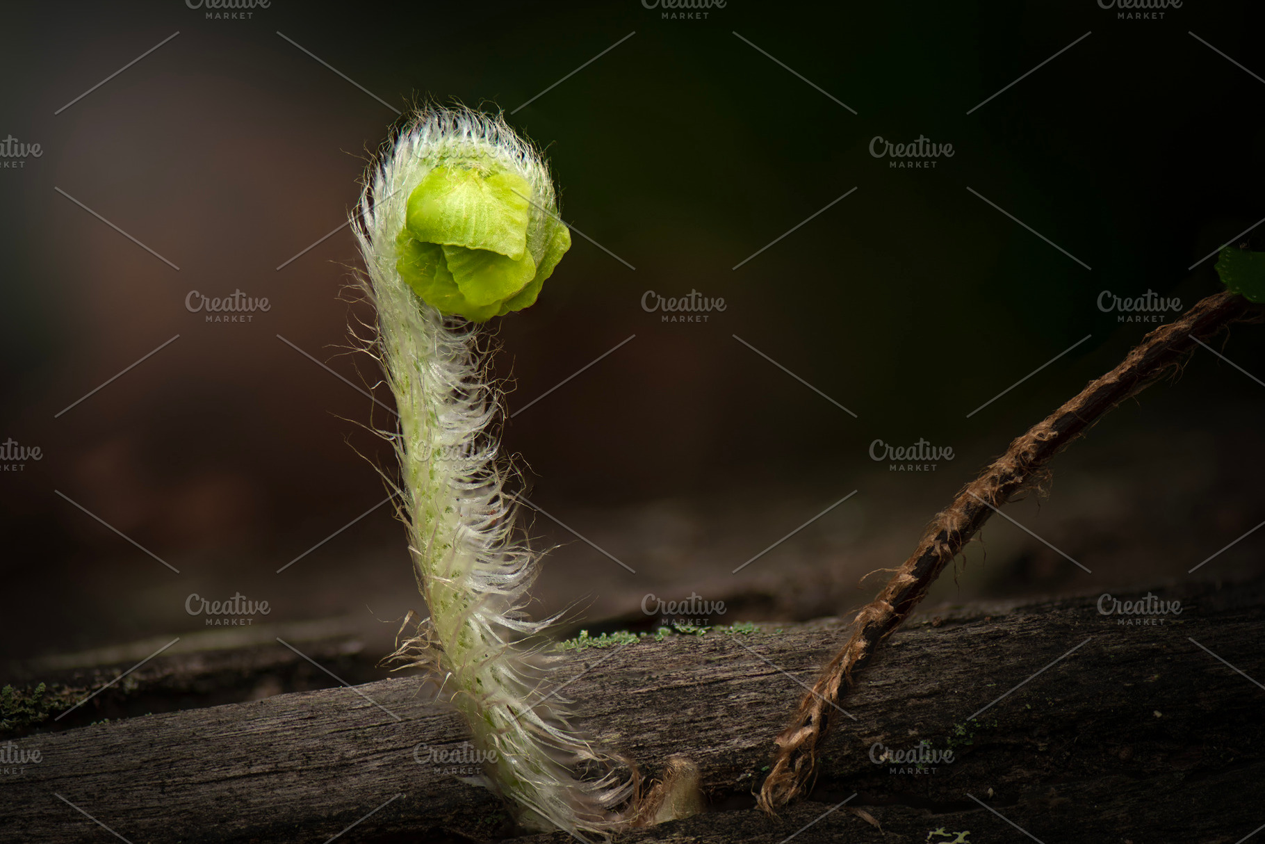 Fiddlehead frond of a fern, a Nature Photo by Rob D