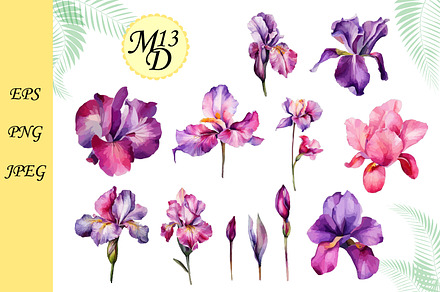 Set of 20 watercolor iris flowers