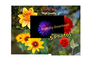 Colorful Garden Flower Photo Bundle, a Nature Photo by Silent Nature (Thumbnail 1 of 6)