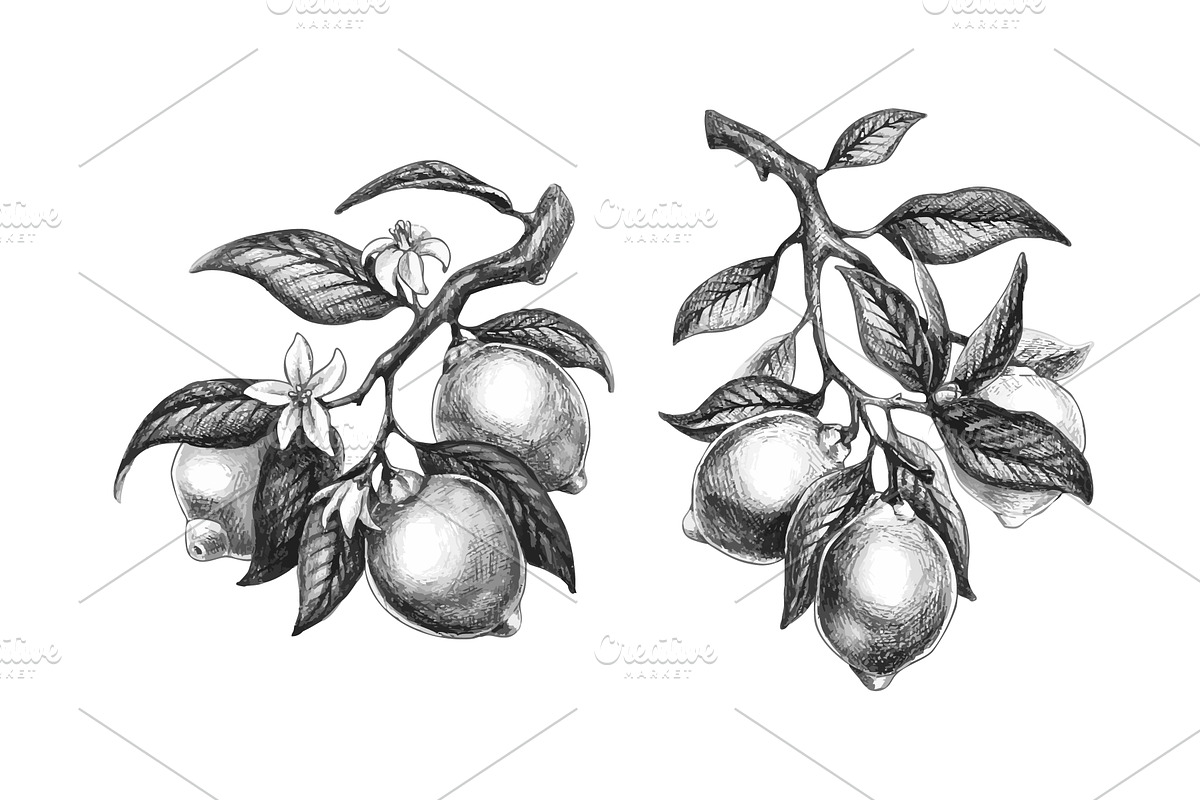 Lemon branch vintage illustration, a Food Illustration by art PVP - market