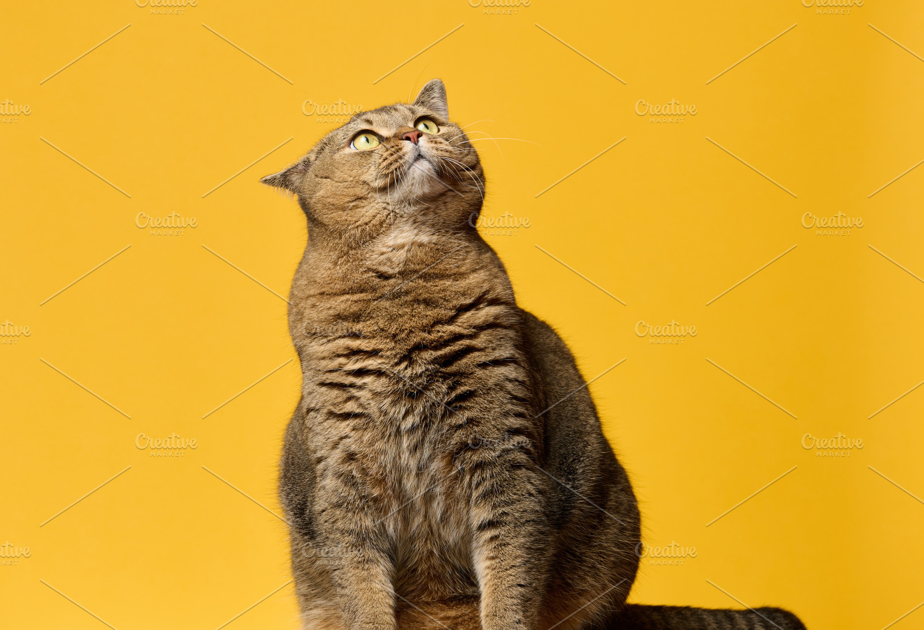 Adult gray straight-eared cat looking up, sitting on yellow back, an Animal Photo by ndanko