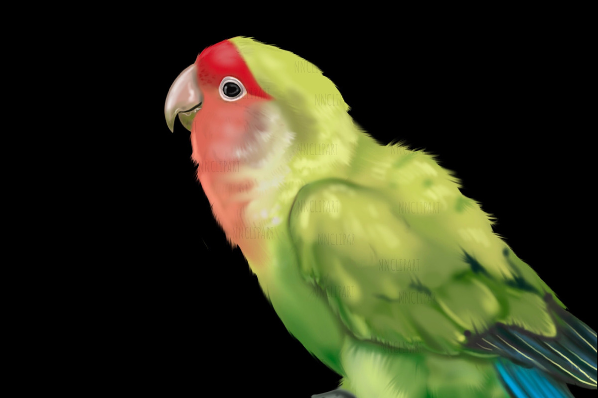 Watercolor small parrots, an Illustration by NNclipart (Photo 4 of 4)