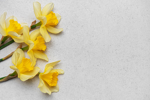Daffodils creating a vibrant spring border on neutral background, a Nature Photo by Olena Rudo