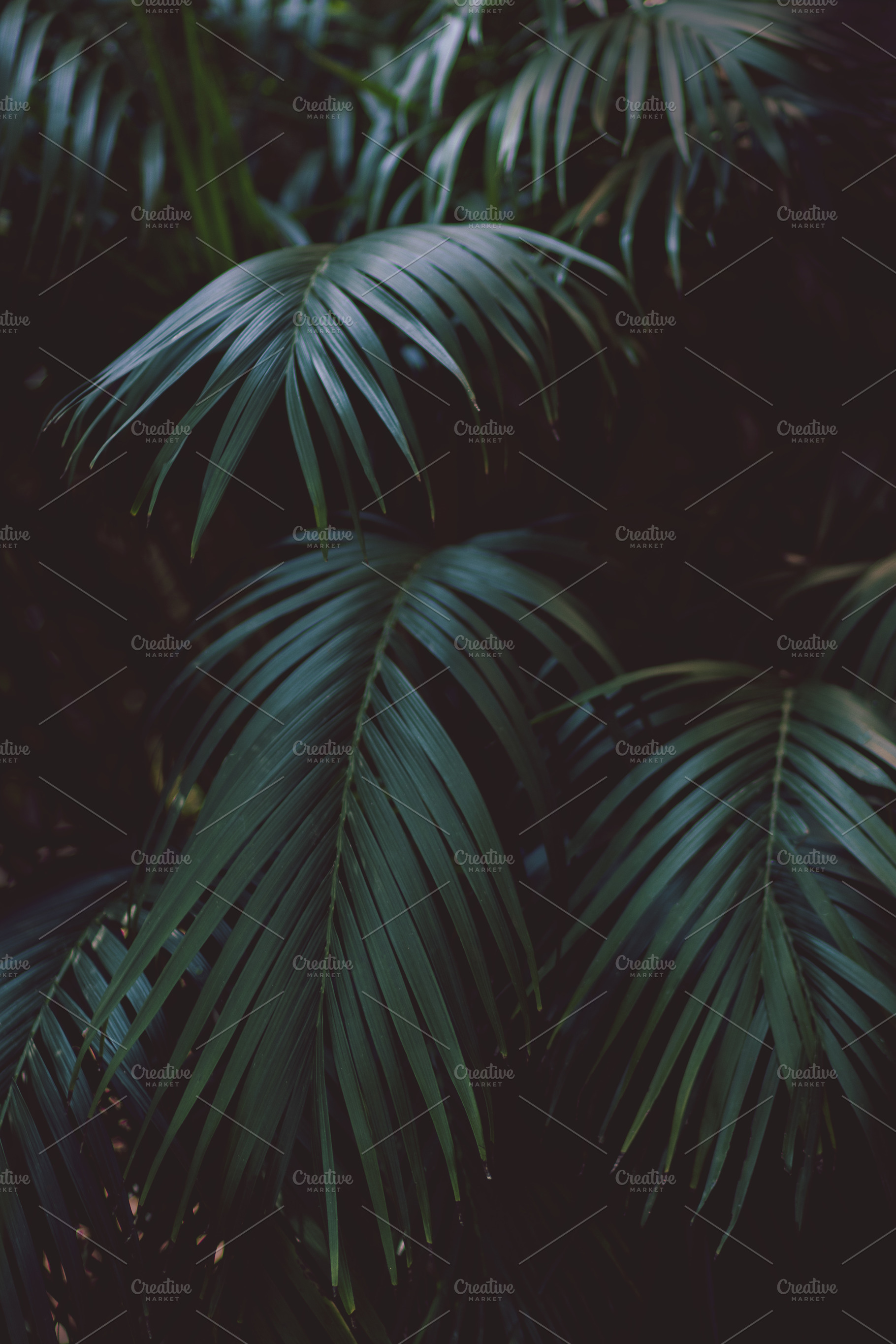 Dark Tropical Palm Leaves Portrait, a Nature Photo by René Jordaan Photography