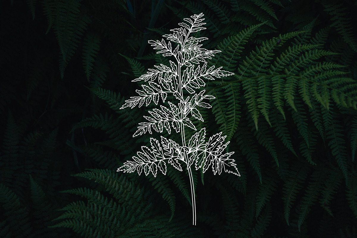 Forest Botany Line Art + Procreate, a Brush Add-On by Skliarova (Photo 6 of 6)