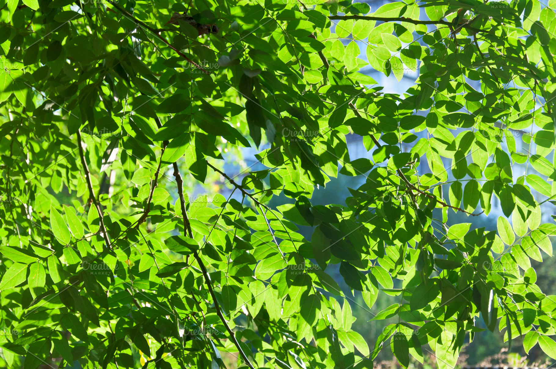 Verdure