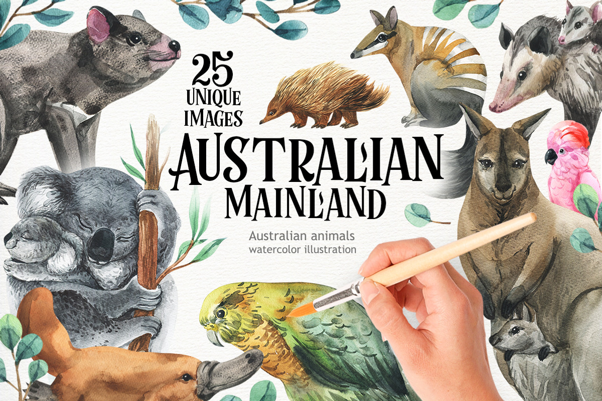 AUSTRALIA-watercolor illustrations, an Animal Illustration by KatBranchArt (Photo 1 of 5)