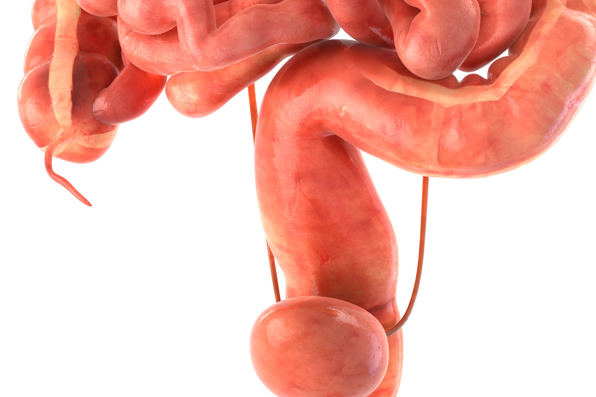 Human internal organs, a Characters & Person 3D Model by konstantin.ermolaev (Photo 13 of 46)