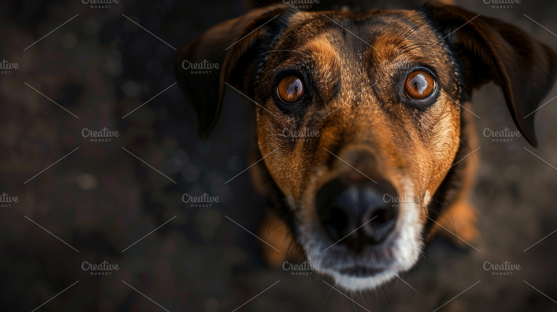 Sad look of a mixed-breed dog, an Animal Photo by MistyDay