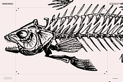 Skeletons & Bones, an Animal Illustration by Nomad Visuals (Thumbnail 8 of 15)