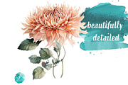 Watercolor Peach Dahlias Clipart, an Object Illustration by Verdigris Studios (Thumbnail 4 of 4)