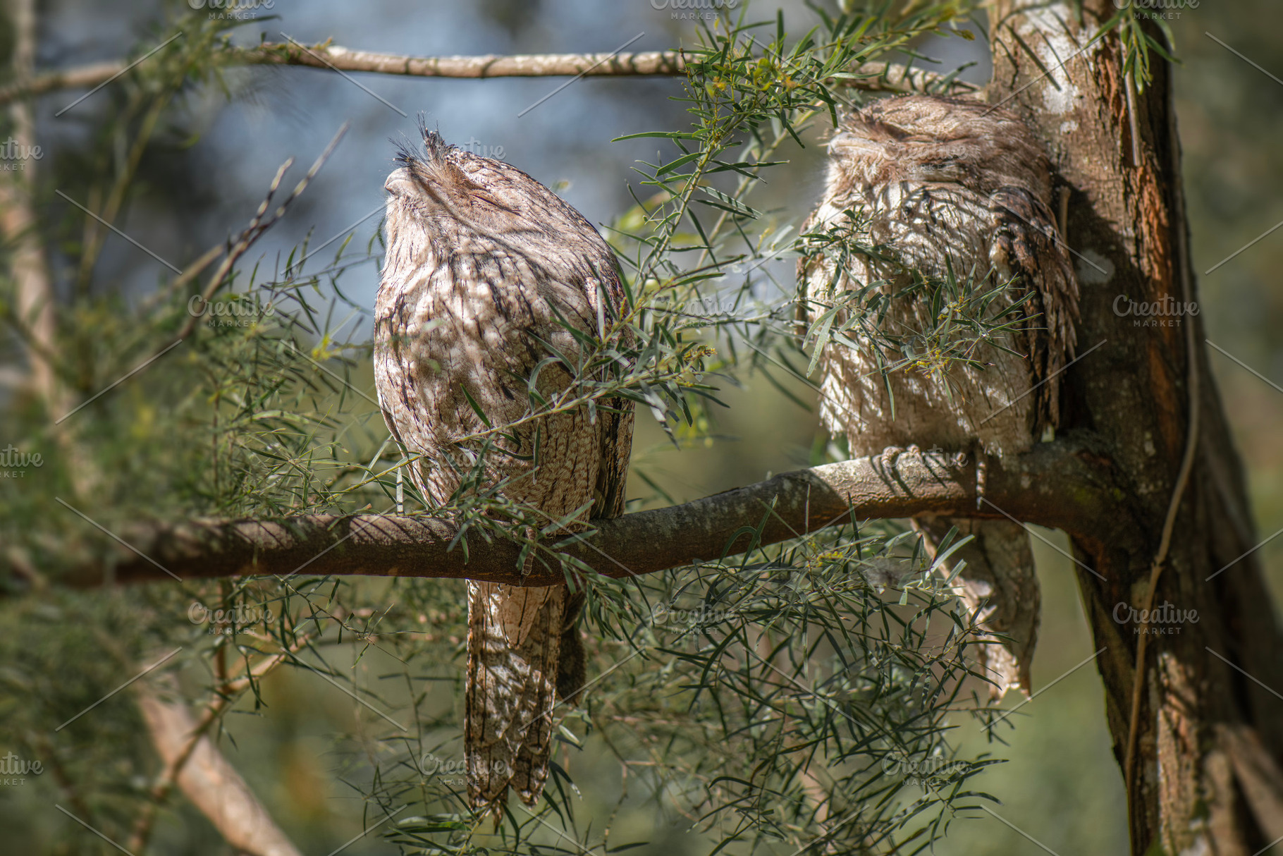 Tawny Frogmouths, an Animal Photo by Rob D Animal Photography