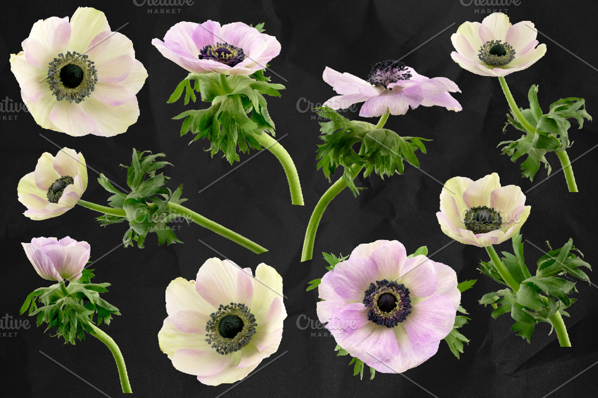 Anemone Flower ClipArt - Specimens, an Object Graphic by Turning Moss (Photo 2 of 7)
