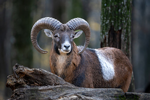 Majestic ram standing proudly beside a fallen log in a serene forest during aut, an Animal Photo by Byrdyak