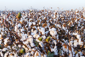Cotton on the plant ready to be harvested  stock photo containing cotton and
