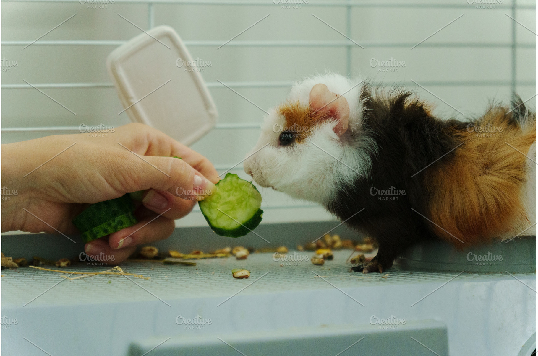 Guinea pig peeks out of its cozy, an Animal Photo by darksoul72