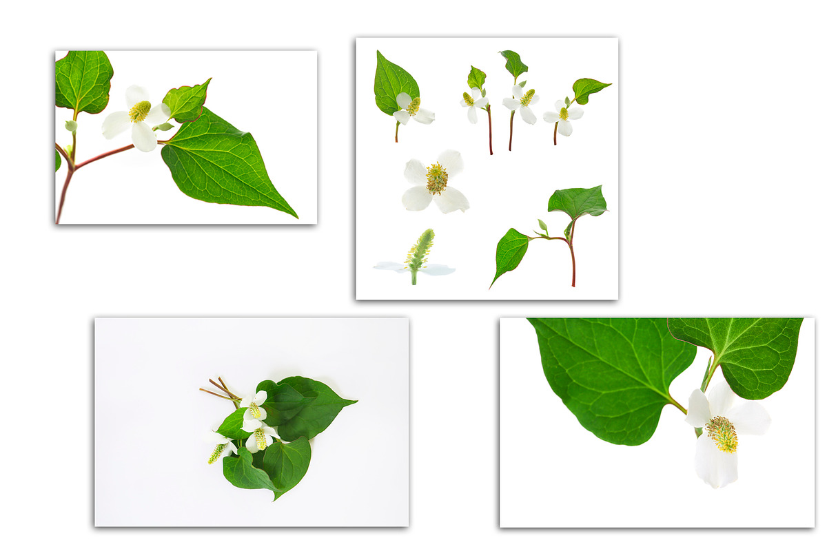 Houttuynia. PhotoSet, an Object Graphic by Pullia (Photo 4 of 5)