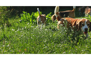 Beagle dogs walking in the grass and, an Animal Photo by Goinyk