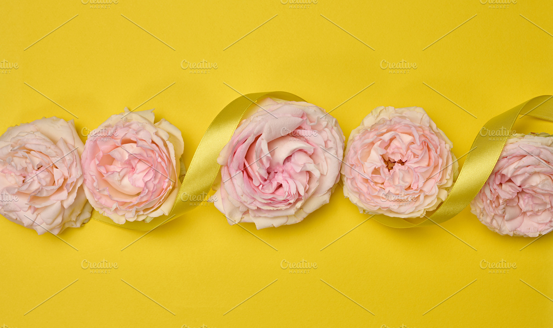 Soft pink roses with a delicate yellow satin ribbon, a Nature Photo by ndanko