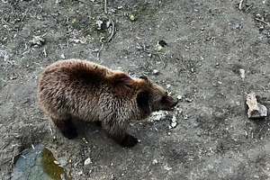 Brown bear standing on a rocky surface in a natural outdoor setting, a Photo by AS photostudio
