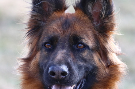 German Shepherd portrait
