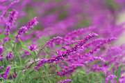 Pink Wildflowers in Bloom – Soft Pas, a Nature Photo by Silent Nature (Thumbnail 3 of 5)