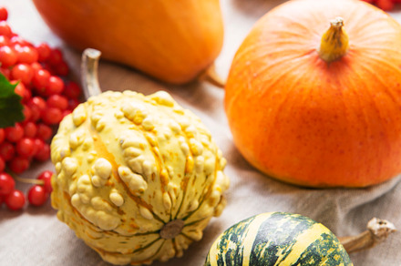 A rustic autumn still life with pumpkins, a Food & Drink Photo by Olena Rudo