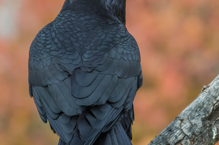 Corvus stock photo containing africa and alone preview 6
