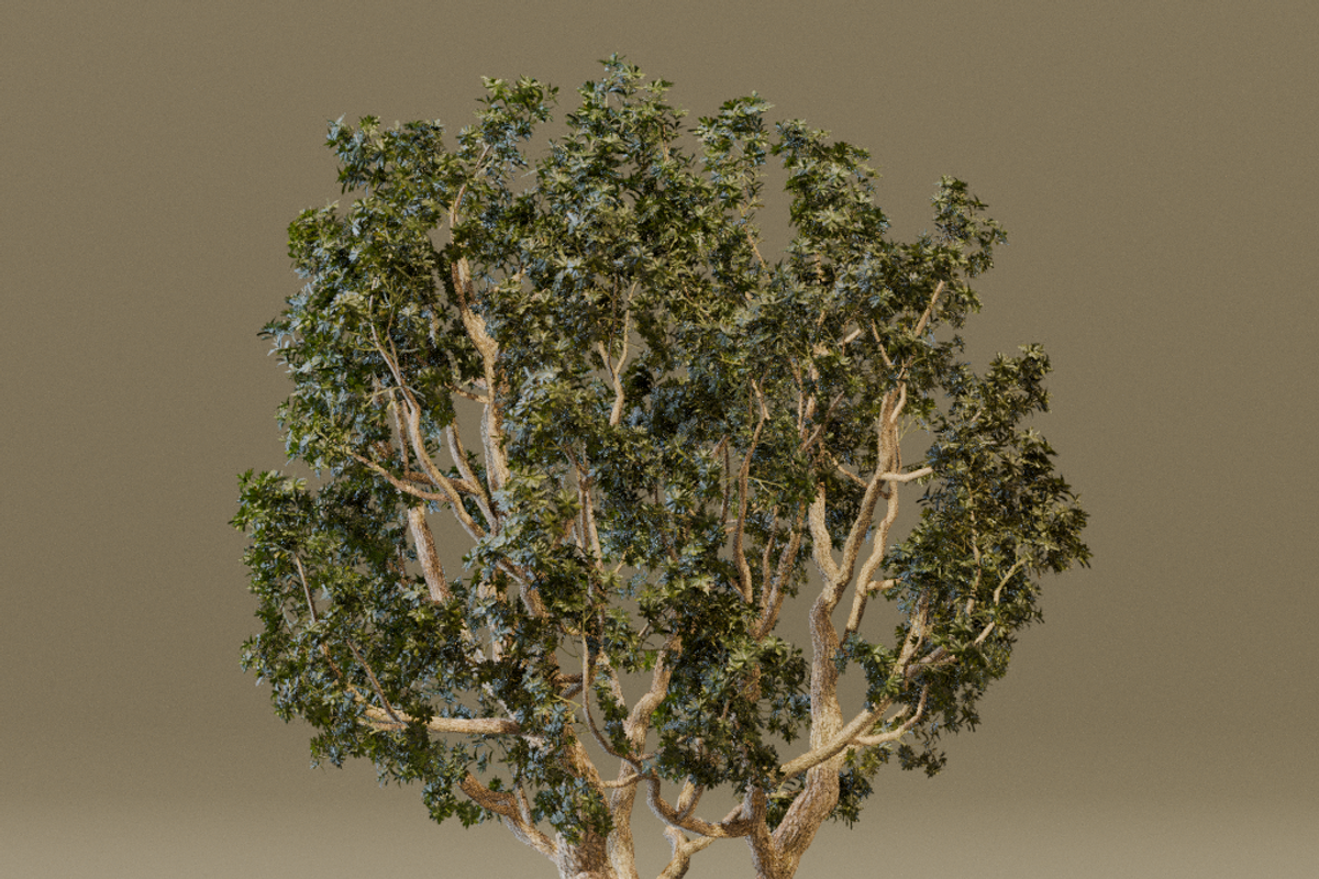 The Black Board Tree, a Plants & Tree 3D Model by FuturePastCreatives (Photo 5 of 6)