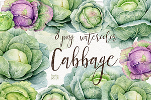 Cabbage. Watercolor Clipart PNG.