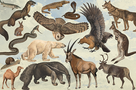 Rare! Meinhold Zoology Cliparts, an Object Graphic by Lilithcollageart