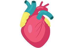Human heart vector organ medical, a Healthcare Illustration by SiberianArt
