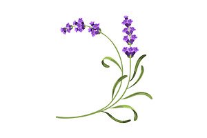 Lavender. Vector illustration of, an Object Illustration by the8monkey
