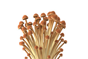 Brown Enoki Mushrooms