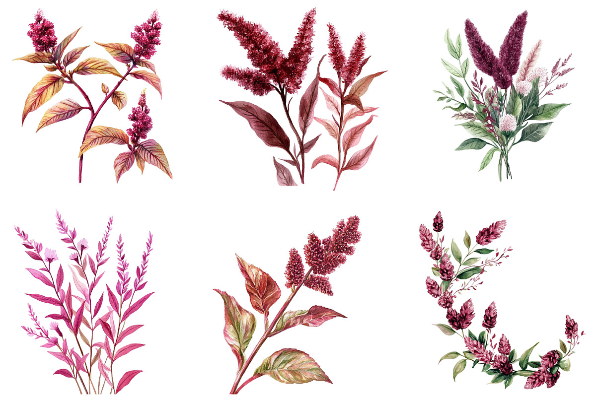 Amaranth Flower Watercolor Png, an Illustration by DreamArtGraphic (Photo 3 of 4)