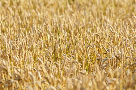 Harvest, a Photo by Peopleimages.com