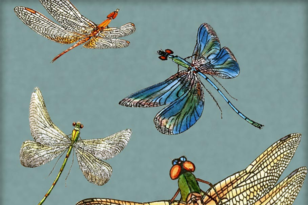 Vintage Dragonfly Digital Image Set preview 3