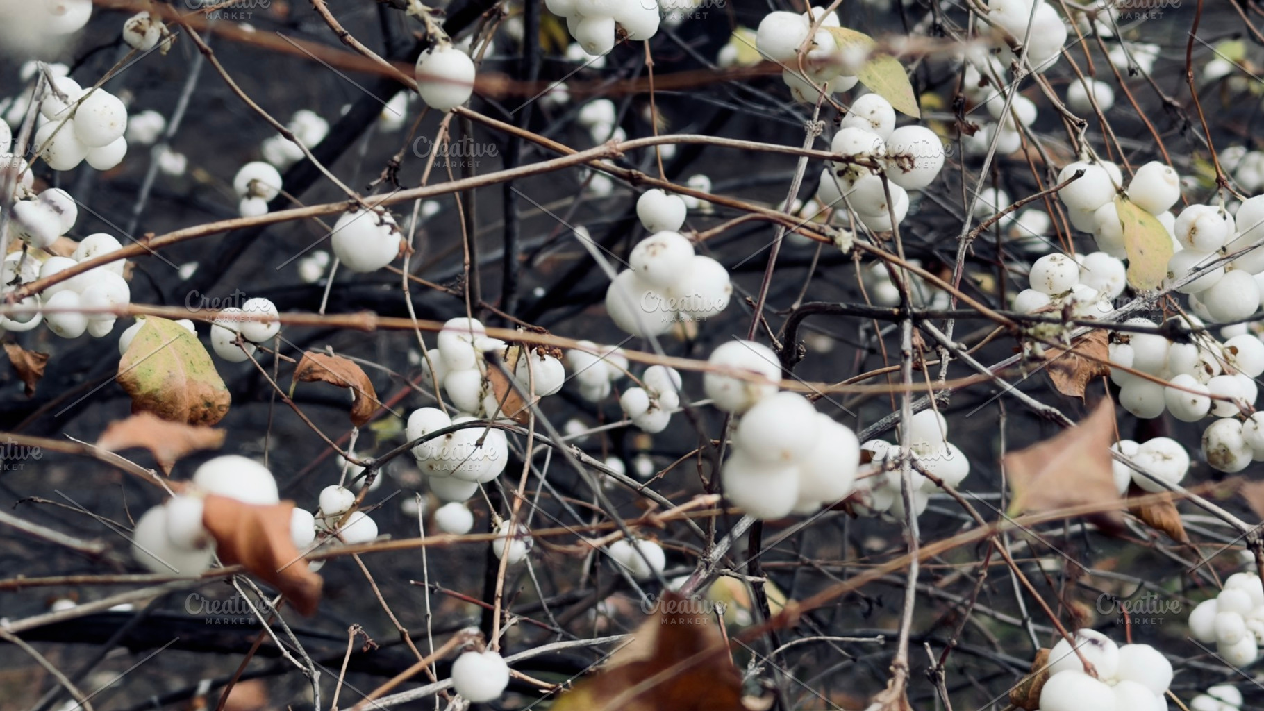 A close-up of white berries on branches, with some dried leaves, creating a nat, an Industrial Photo by Textures & Backgrounds