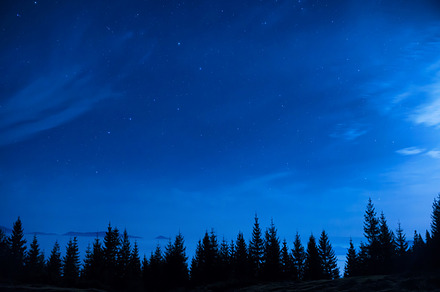 Forest of pine trees at night stock photo containing stars and sky, a Nature Photo by Vapi