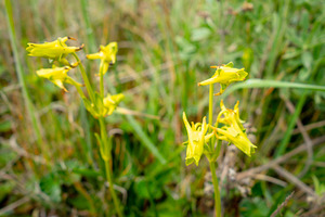 Yellow orchid flower in the Andes mountains of Ecuador, a Nature Photo by GoodGoods