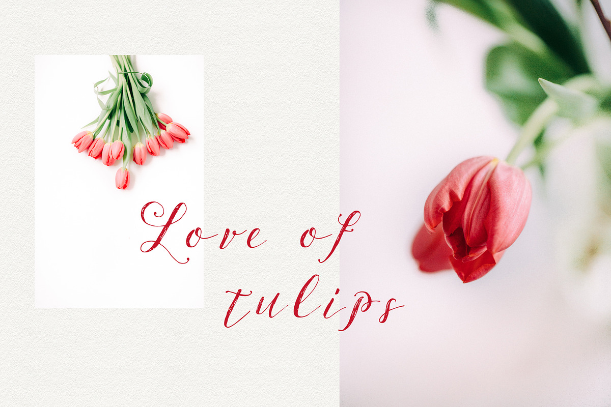 Tulips stock photo series, a Nature Photo by Nellaino (Photo 5 of 6)