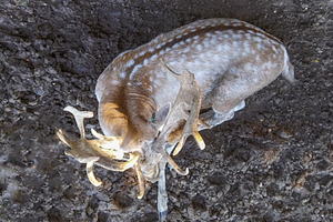 Deer resting on dry ground, an Animal Photo by DanFLCreativo