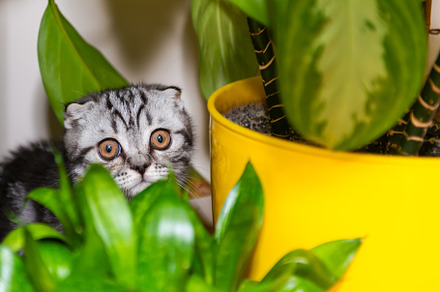 Cat little kitten in green garden