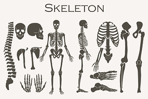 Human Bones Skeleton Silhouette Set