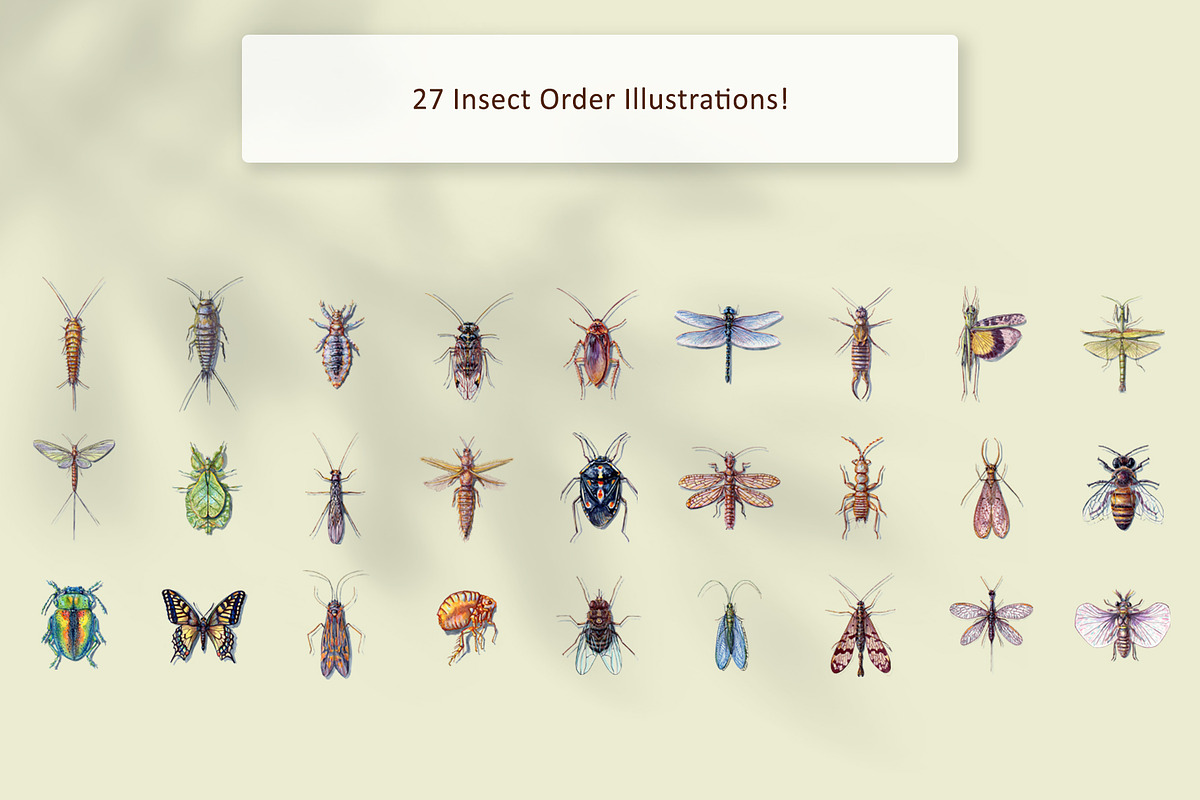 Hand Painted Insect Set, an Education Illustration by The Curio Cabinet (Photo 5 of 7)