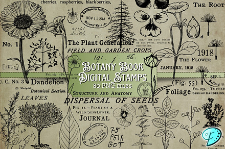 Botany Book Digi Stamps PNGs, an Object Graphic by Emily Designs