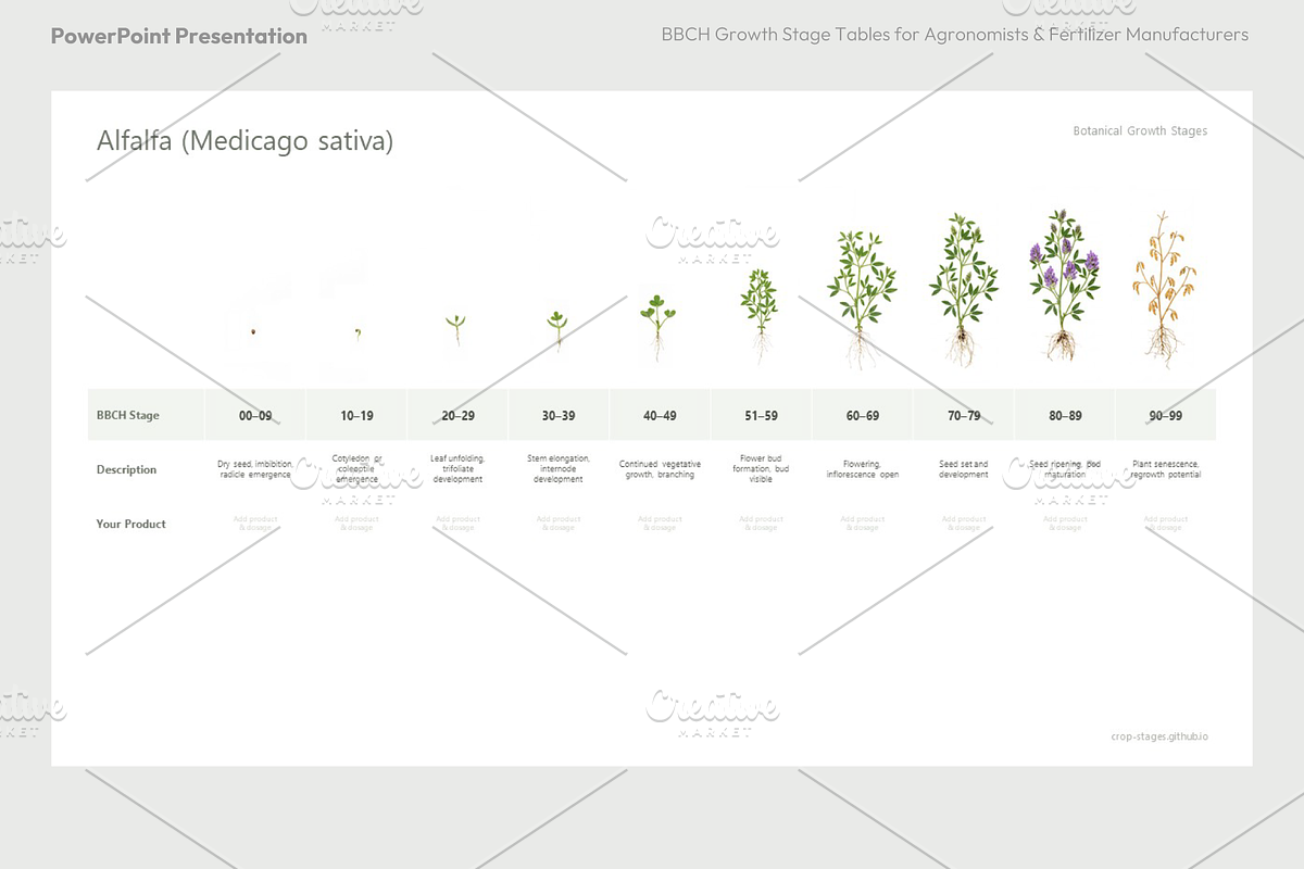 BBCH Growth Stages, Legume Crops, a Presentation Template by Ilia Design (Photo 8 of 9)