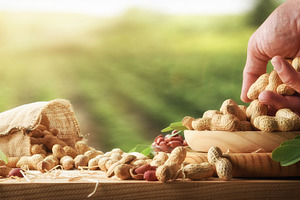 Wooden table filled with harvested peanuts with a growing backgr, a Food & Drink Photo by Davizro's Market